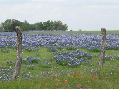 TX Field of Bluebonnets
