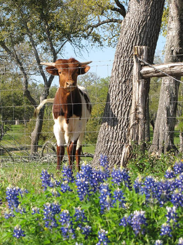 TX Cow & Bluebonnets