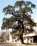 Muster Oak