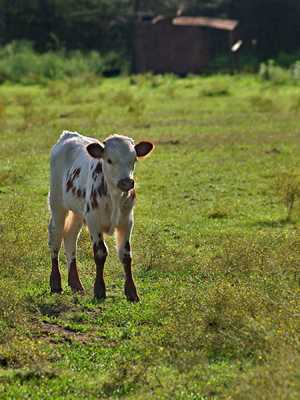 A spotted calf in Texas pasture