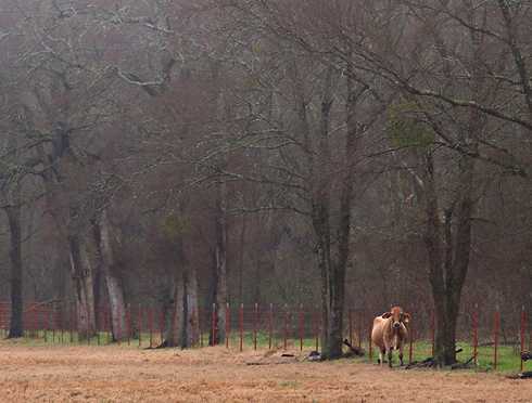 pasture near Canton, Texas