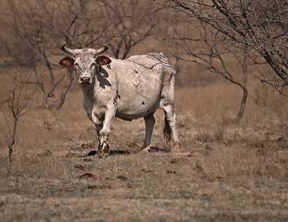 Waxahachie, Texas - cow
