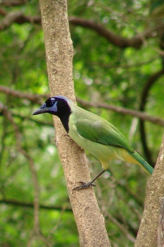 Green Jay at Laguna Atascosa National Wildlife Refuge