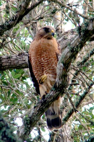 Red Shouldered Hawk guarding nest, Texas coastal bird