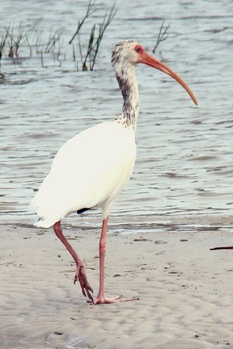 White Ibis, Rockport Beach Park,, Texas