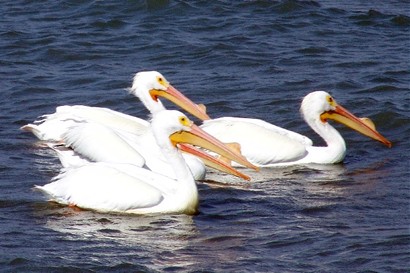 White Pelicans waiting to be fed in Fulton, TX