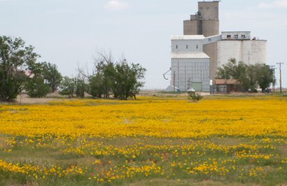 Kerrick Texas - Field of wild flowers