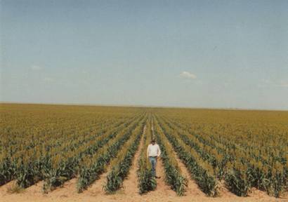 Kerrick Texas corn field
