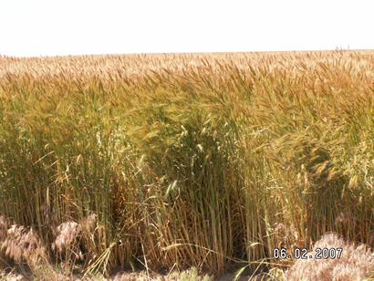 Wheat field in Kerrick Texas