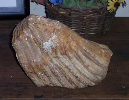 40,000 year old mammoth tooth
