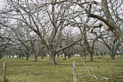 Boling TX Pecan Orchard