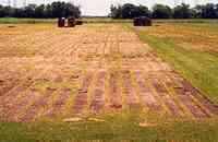 Sod farm in Midfield Texas