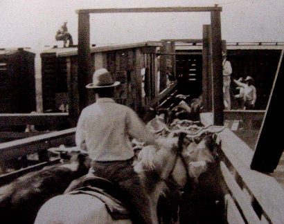Norias Texas old photo - Loading Cattle