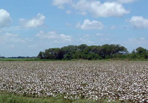 Palacios TX - Cotton field