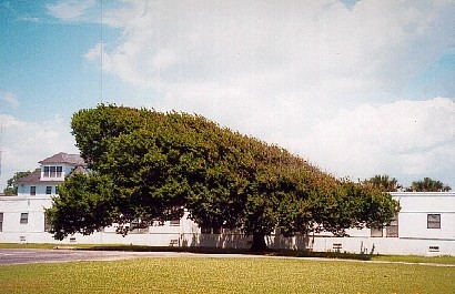 Palacios TX -  Gulf breeze shaped tree