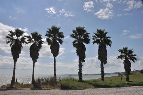 Port Alto TX Palm trees by Caranchahua Bay