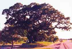 Refugio Texas historic tree Urrea Oak