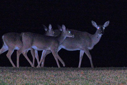 Rockport TX Deer