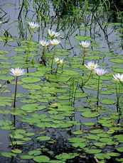 Water lilies in Sarita