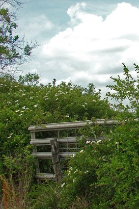 Telferner TX Flowering Bush And Gate