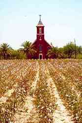 Church and cotton field