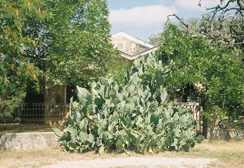 Bandera TX   cactus