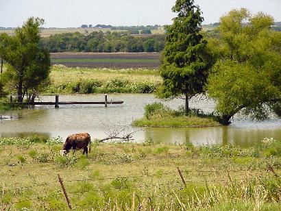Beyersville Texas cow and pond