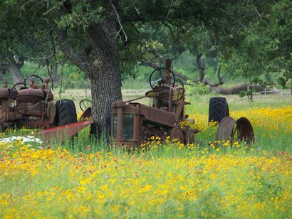 Wildflowers in Burnet County Texas