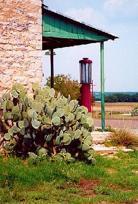 Cactus in Driftwood, Texas