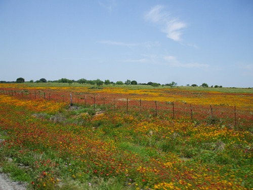 Fredonia TX - wildflowers &
