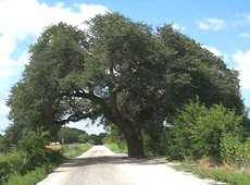 The Wedding Oak, San Saba