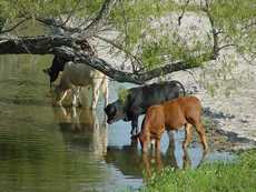 Cattle drinking in Donahoe Creek