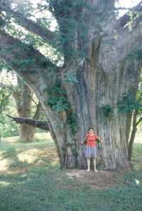 Utopia Texas hundreds years old cypress tree