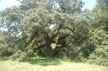 San Jacinto County, Texas - Coldspring Hanging Tree