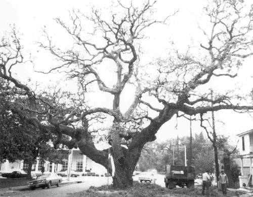 TX  Historic Tree - Columbus Court Oak 1970 photo