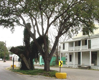 TX  Historic Tree - Columbus Court Oak Today