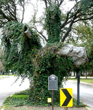 TX  Historic Tree - Columbus Court Oak & Historical Marker