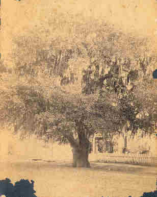 TX  Historic Tree - Columbus Court Oak vintage photo