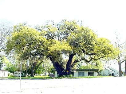 Columbus TX Hanging Tree