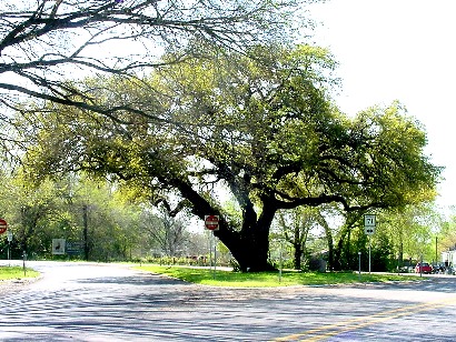 Columbus TX Hanging Tree