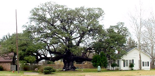 TX Famous Tree - Columbus Oak in 2001