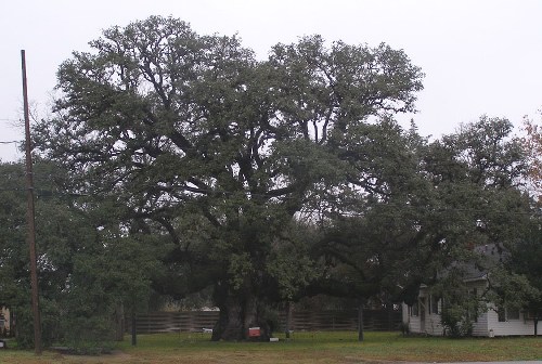 TX Famous Tree - Columbus Oak