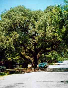 Goliad's Baptist Oak