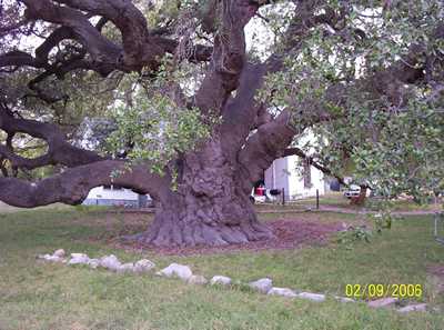 Rio Frio Oak tree, Rio Frio, Texas