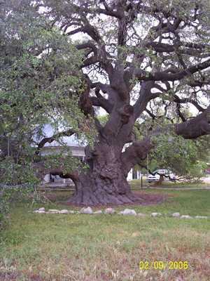 Rio Frio Oak tree, Rio Frio, Texas