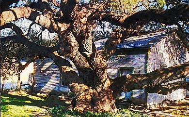 Landmark Oak tree trunk, Rio Frio Texas