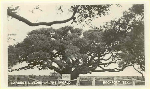 Goose Island Oak, Rockport Texas old photo