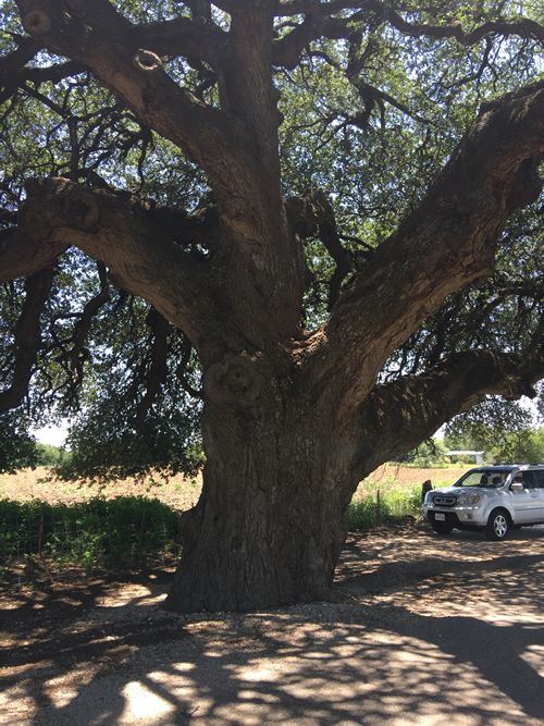 TX - San Saba Wedding Oak 