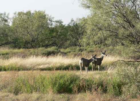 Mule Deer in Flomot Texas
