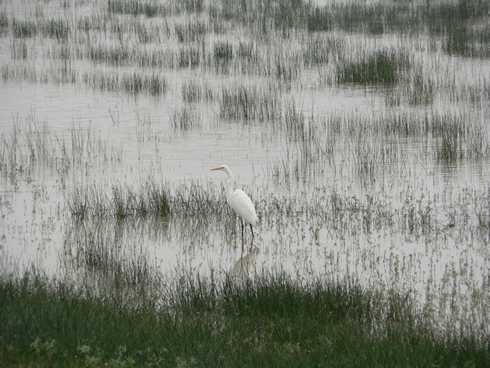 Common egret in a field,  Flomot, Texas